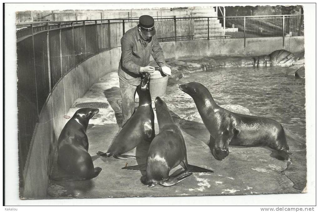 SUISSE Zoo Otarie - Otros & Sin Clasificación