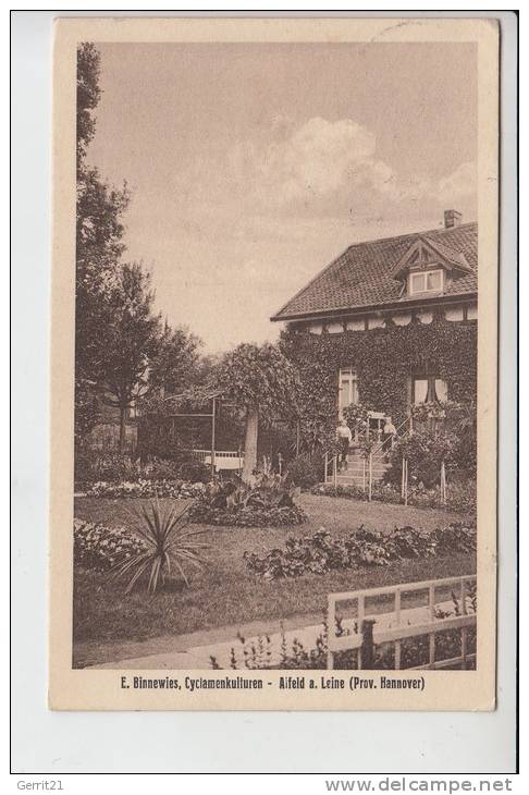 3220 ALFELD, Binnewies-Cyclamenkulturen - Alfeld