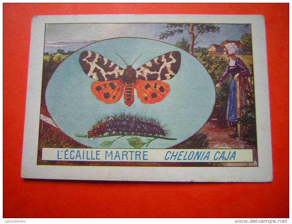 CHROMO  / IMAGE PAPILLON  L´ECAILLE MARTRE  CHELONIA CAJA   LIBR . HACHETTE  PARIS - Other & Unclassified