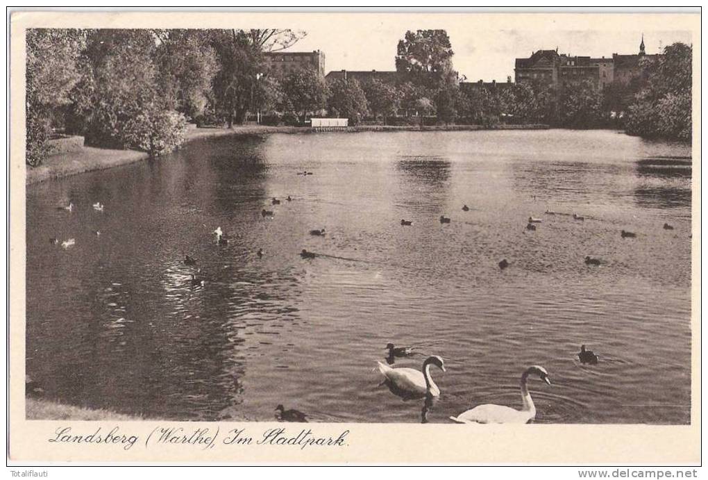 Landsberg Warthe Im Stadtpark Belebt Schwäne Auf Dem Teich Gorzów Wielkopolski 14.10.1942 Gelaufen - Neumark