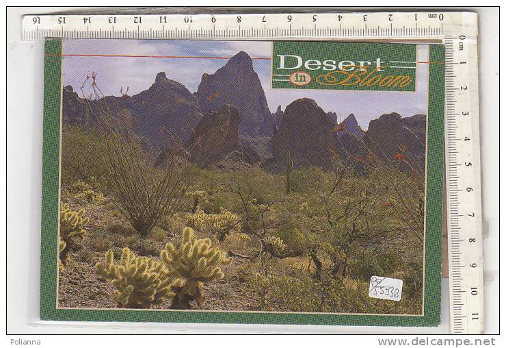 PO5593B# ARIZONA - DESERT IN BLOOM  VG 1993 - Tempe