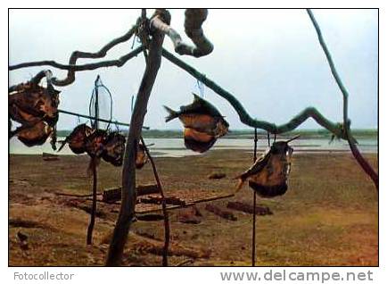 Afrique : Tchad Poissons Séchés Au Bord Du Logone Tandjile Par Gabin - Chad