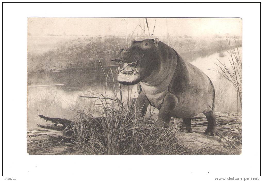 Muséum National D´histoire Naturelle - Jardin Des Plantes - Paris - Hippopotame Amphibie Crocodile - Musée Duc D´orléans - Hippopotames