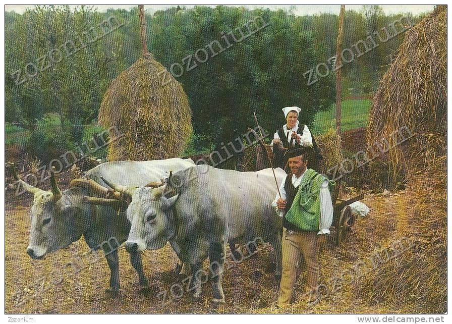 ISTRA, Selo Volovi,oxen,HRVATSKA CROATIA Vintage Old Postcard - Non Classificati