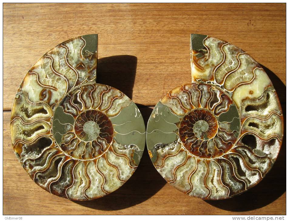 Ammonite De Madagascar, Sciée Et Polie, 20,5 Cm, 15 Cm, 4 Cm, 1,5 Kg. Décor Fougères Au Dos. - Fossiles