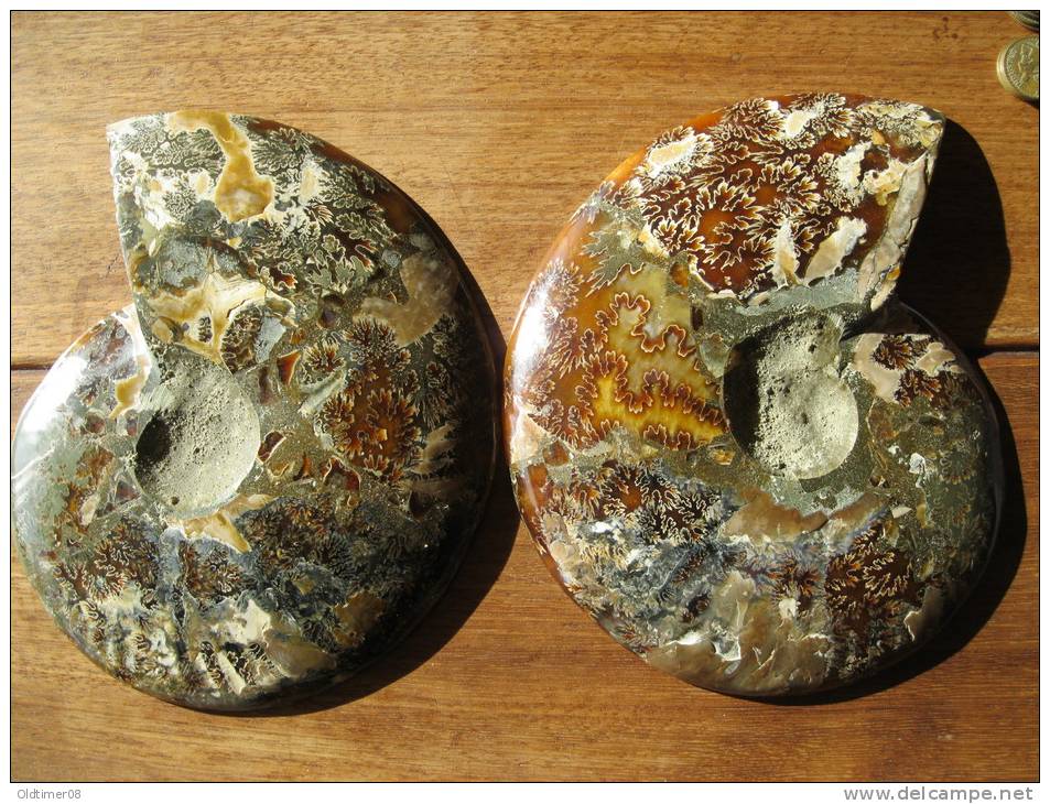 Ammonite De Madagascar, Sciée Et Polie, 20,5 Cm, 15 Cm, 4 Cm, 1,5 Kg. Décor Fougères Au Dos. - Fossiles