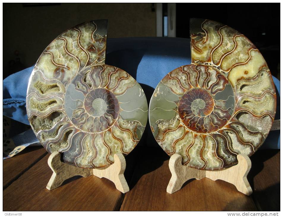 Ammonite De Madagascar, Sciée Et Polie, 20,5 Cm, 15 Cm, 4 Cm, 1,5 Kg. Décor Fougères Au Dos. - Fossils