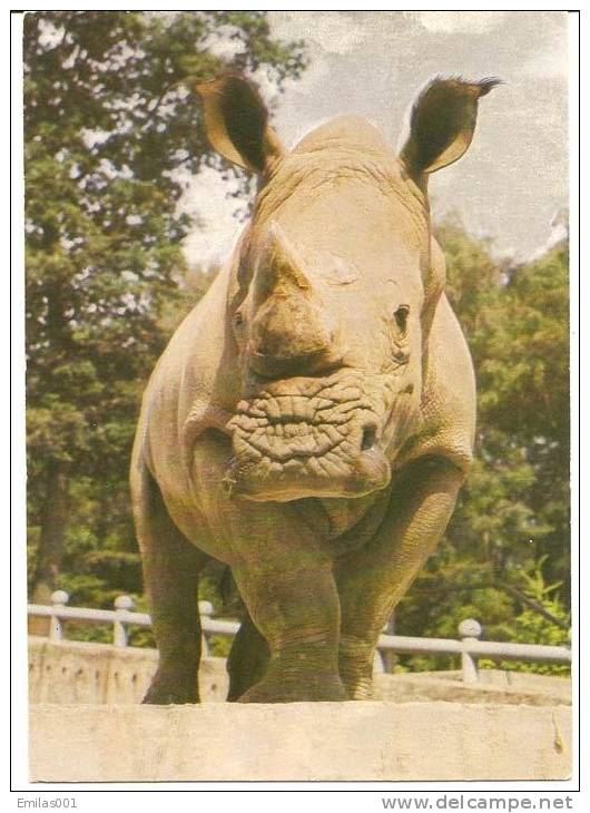 Rhinocéros - Rhinoceros