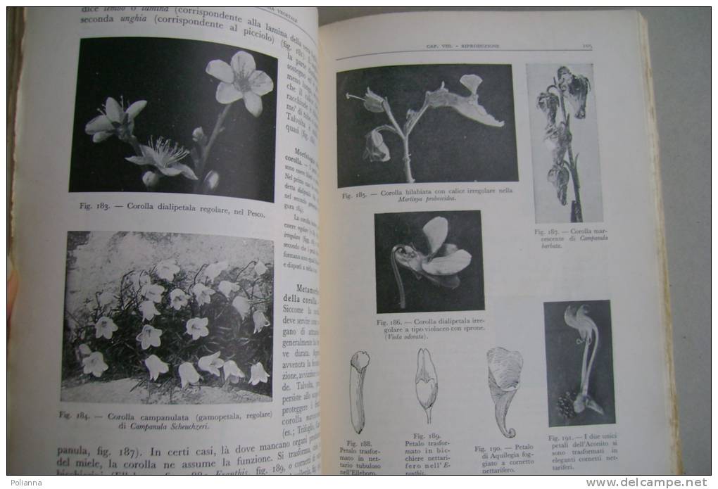 PEX/19 L.Vaccari COME VIVONO LE PIANTE Ed.Libraria It.1943/BOTANICA - Gardening