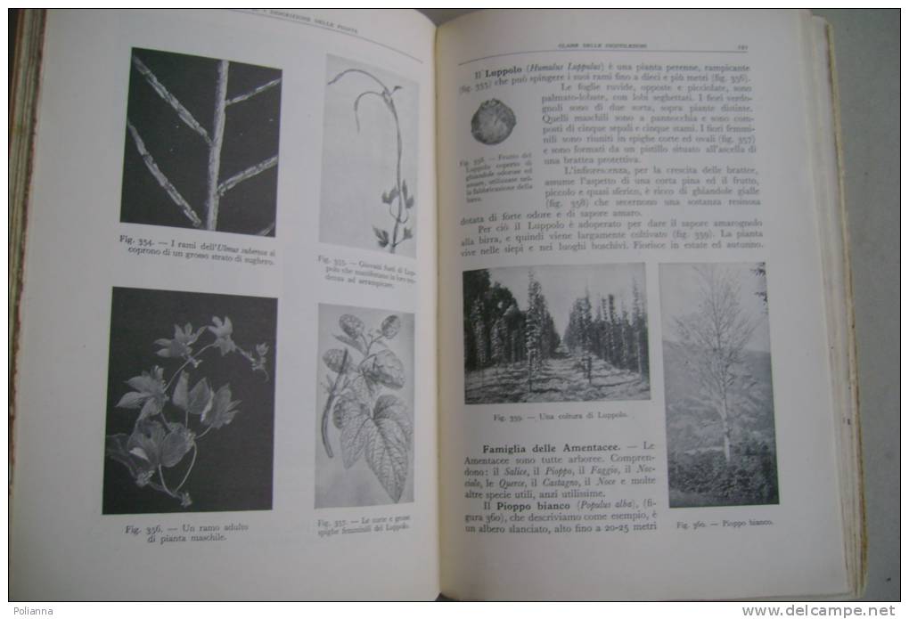 PEX/20 L.Vaccari LE PIANTE PIU' COMUNI E PIU' NOTEVOLI Ed.Libraria It.1943/BOTANICA - Garten