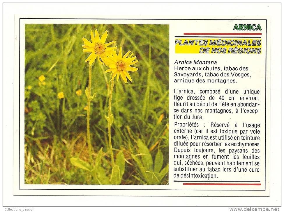 Cp, Fleurs, Plantes Médicinales De Nos Régions - Arnica - Autres & Non Classés