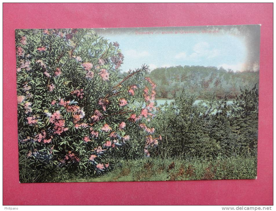 Bermuda--   Oleanders In Bloom At Grasemere --- Circa 1910- Not Postally Mailed------------  Ref 718 - Bermuda