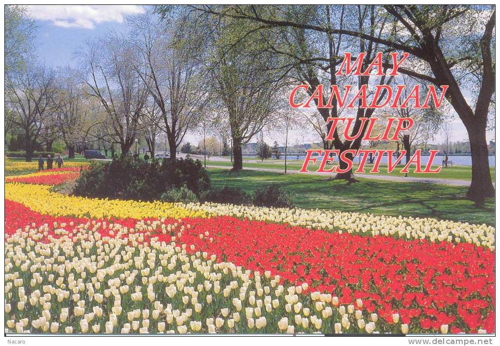 Canada - May Canadian Tulip Festival - Ottawa - Modern Cards