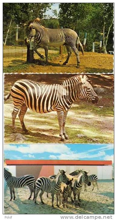 3 CP Avec Zébres    (48550) - Zebras