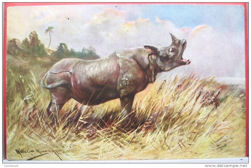 CPA RARE LITHO CHROMO Illustrateur Muller MUELLER WSSB N° 6961 IMPORT Rhinoceros Afrique TOP - Müller, August - München