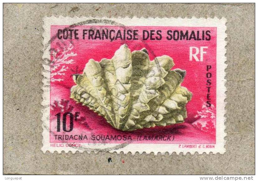 COTE Française Des SOMALIS : Coquillage De La Mer Rouge : Tridacna Garitifera - Mollusque - - Oblitérés