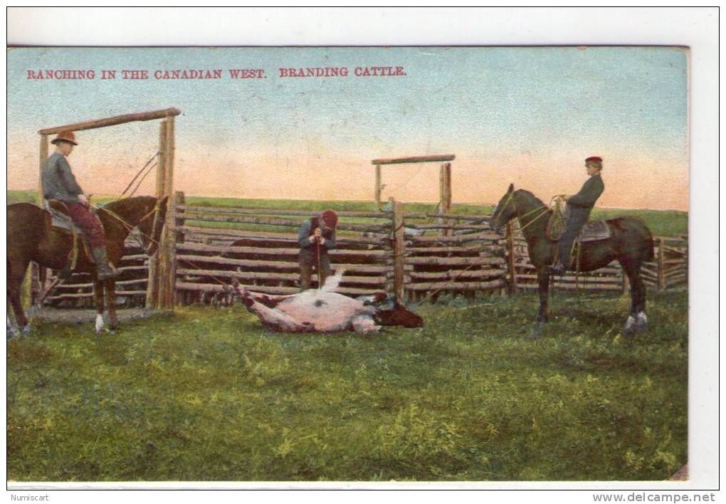 Canada..animée..Ranch..West Canadian..Branding Cattle..chevaux..vache..cavalier - Sonstige & Ohne Zuordnung