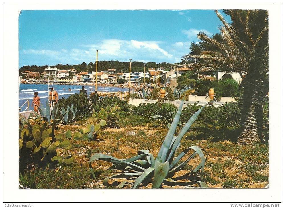 Cp, 83, Saint-Cyr - Les Lecques, Végétation Méridionale En Bordure De Plage, Voyagée 1974 - Saint-Cyr-sur-Mer