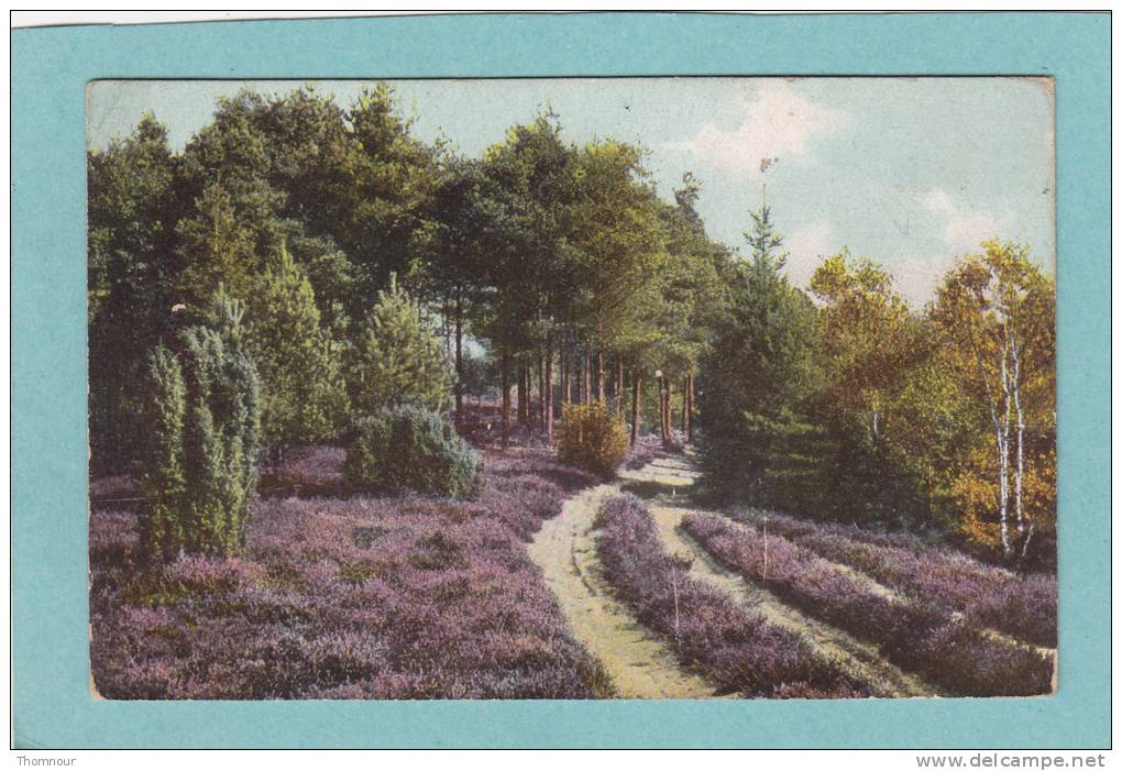 Lünegurger  Heide .  -  Waldweg Bei  Munster  - - Lüneburger Heide