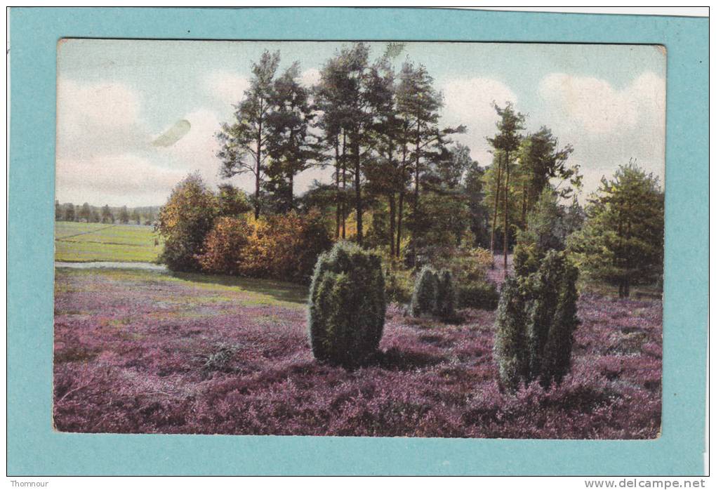 Lünegurger  Heide .  -  Am  Oertzetal  Bei  Munster.  - - Lüneburger Heide