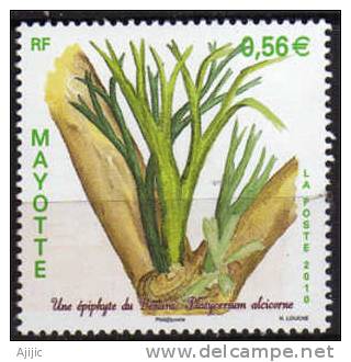 ILE DE MAYOTTE. Arbre  Platycerium Alcicorne - Fougères Tropicales .   Un T-p Neuf ** - Other & Unclassified