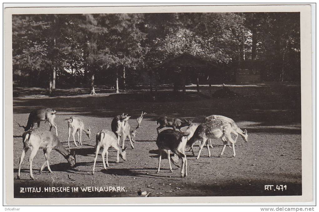 Zittau, Hirsche Im Weinaupark, Um 1935 - Zittau