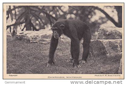 ZOO ANIMAL - CHIMPANZEE, WHIPSNADE - Affen