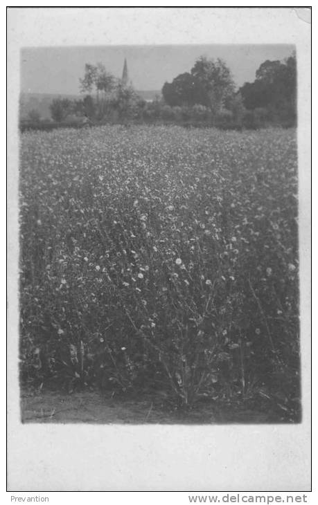 FRASNES LEZ BUISSENAL - Superbe Photo Carte Dans Un Champ Avec L´Eglise Au Fond - Frasnes-lez-Anvaing