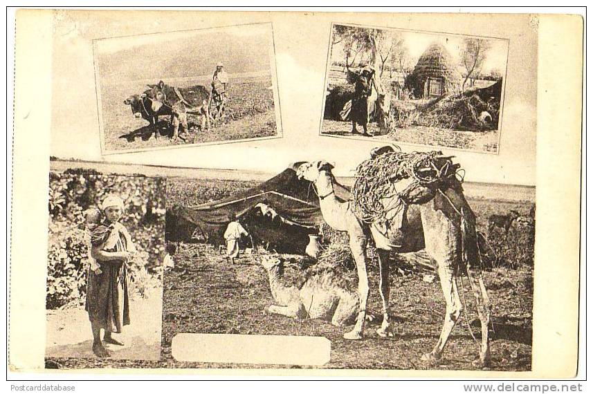 Untitled Card Showing Arab People Living And Working On The Land - & Donkey, Camel - Giordania