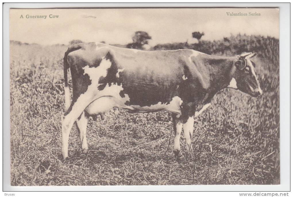 A Guernsey Cow - Guernsey