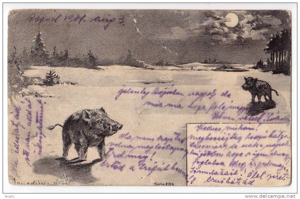 SPORTS HUNTING WILD PIGS JAMMED OLD POSTCARD 1907. - Hunting