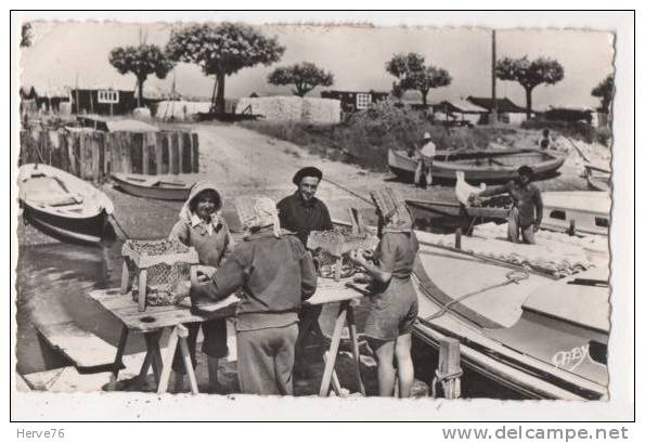 Bassin D'ARCACHON - Le Triage Des Huîtres - Arcachon