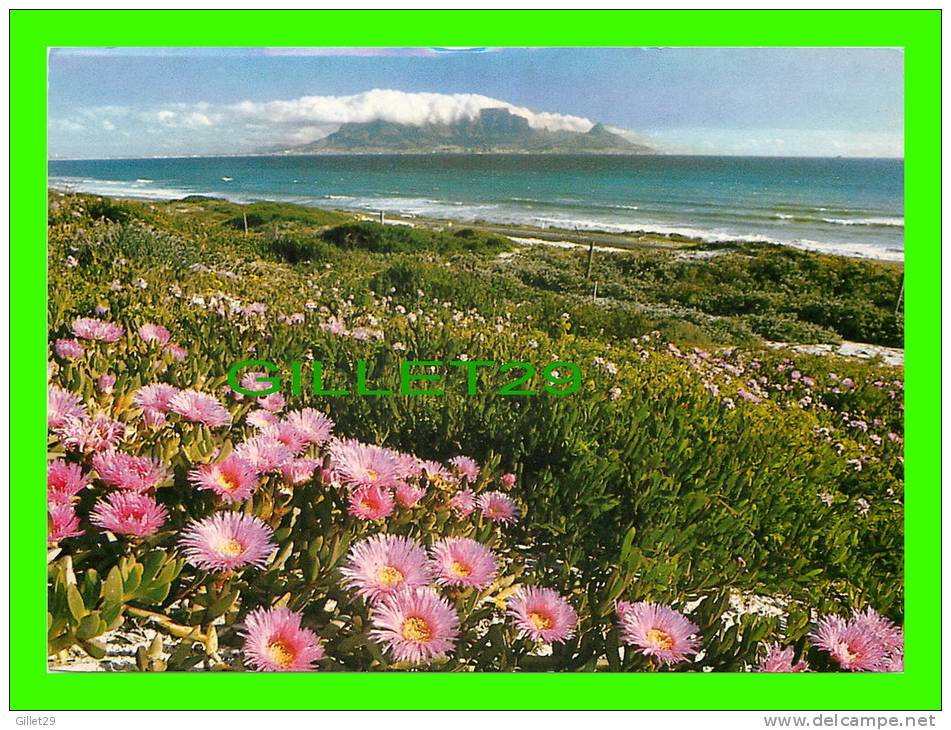 SOUTH EASTER, SOUTH AFRICA - TABLE MOUNTAIN - FLOWERS OF THE HOTTENTOT FIG - TERENCE J. McNALLY - - Afrique Du Sud