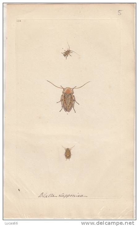 EDWARD DONOVAN´S INSECTS ENGRAVING TABLE 332 - "THE NATURAL HISTORY OF INSECTS DI EDWARD DONOVAN - Prints & Engravings