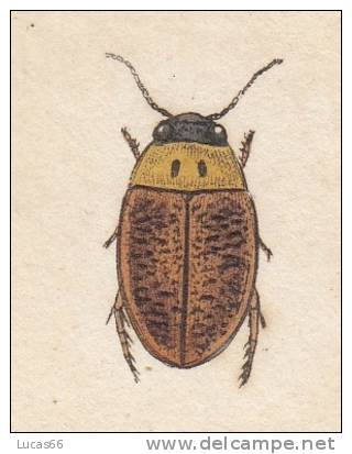 EDWARD DONOVAN´S INSECTS ENGRAVING TABLE 303 -STAMPA DA "THE NATURAL HISTORY OF INSECTS DI EDWARD DONOVAN - Stampe & Incisioni