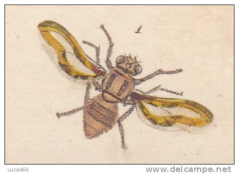 EDWARD DONOVAN´S INSECTS ENGRAVING TABLE 366 -STAMPA DA "THE NATURAL HISTORY OF INSECTS DI EDWARD DONOVAN - Stampe & Incisioni