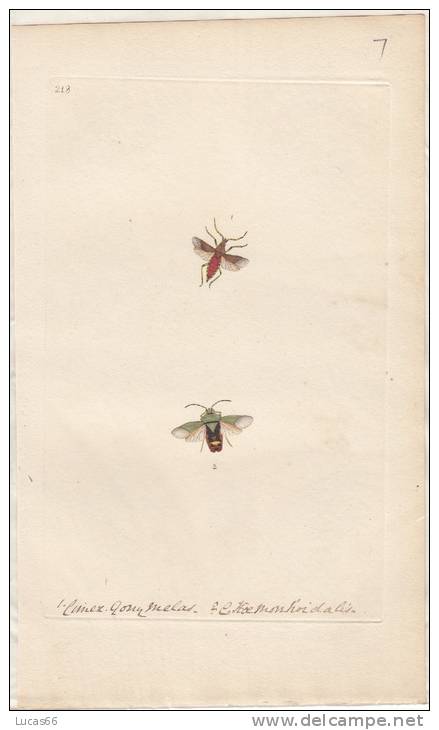 EDWARD DONOVAN´S INSECTS ENGRAVING TABLE 218 -STAMPA DA "THE NATURAL HISTORY OF INSECTS DI EDWARD DONOVAN - Stampe & Incisioni