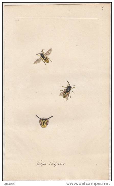EDWARD DONOVAN´S INSECTS ENGRAVING TABLE 226 - STAMPA DA "THE NATURAL HISTORY OF INSECTS DI EDWARD DONOVAN - Stampe & Incisioni