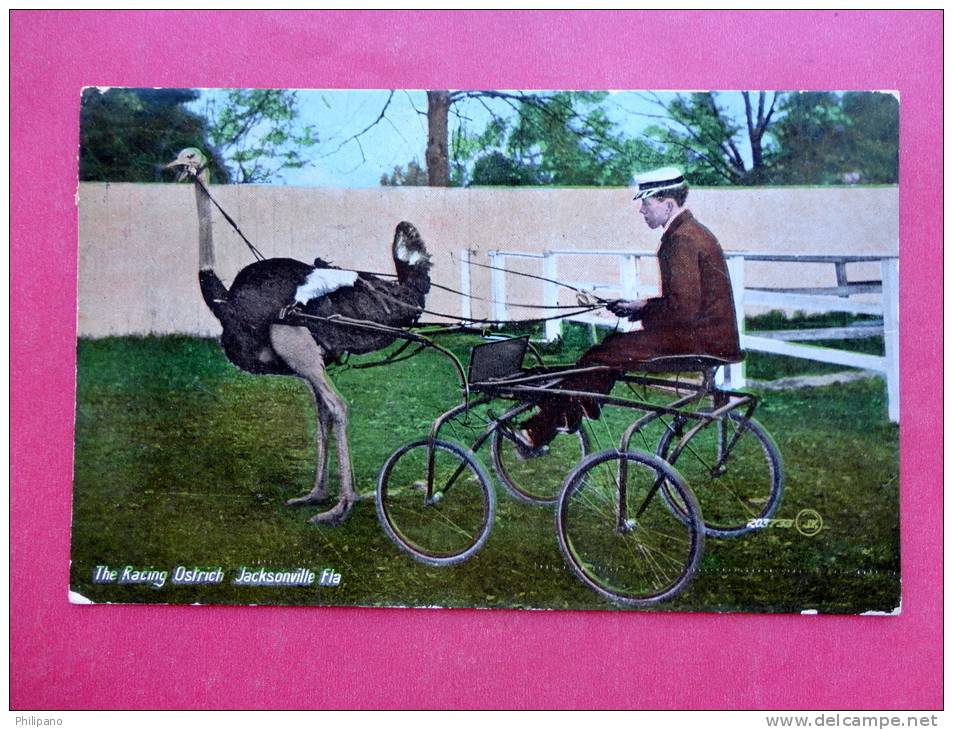 The Racing Ostrich  With Driver  FL - Florida > Jacksonville   1911 Cancel -ref  727 - Jacksonville