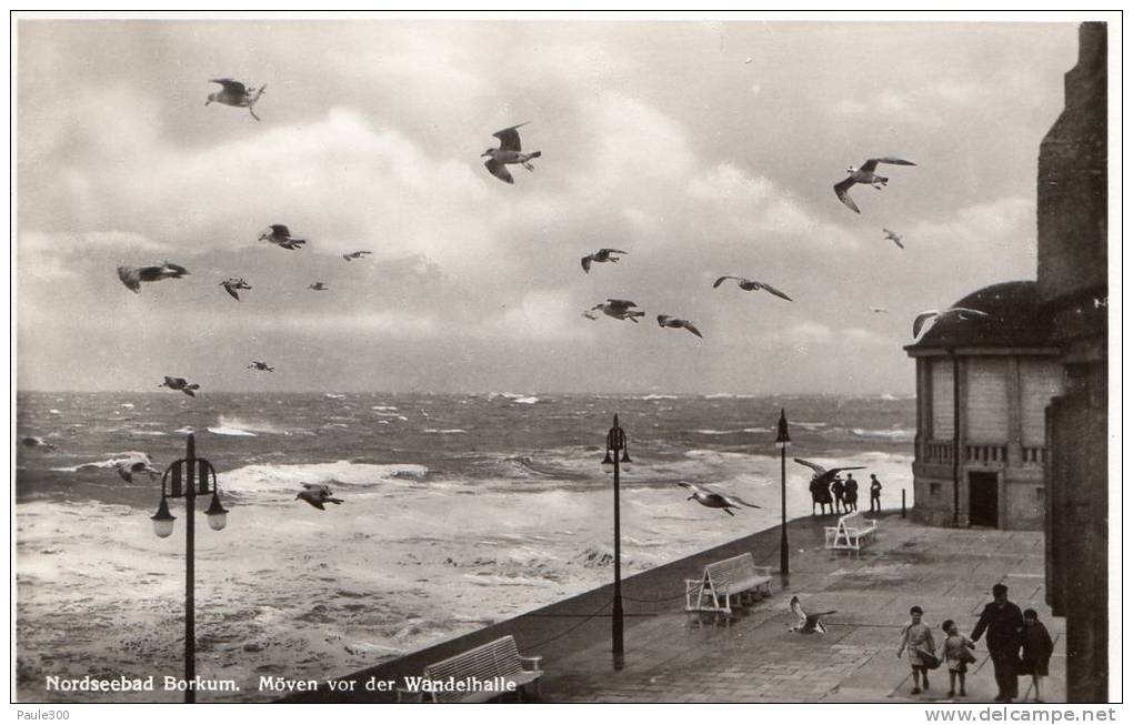 Borkum - Möwen Vor Der Wandelhalle   L12 - Borkum