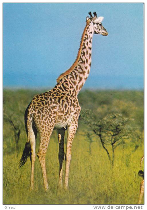 CPSM GIRAFE DU KENIA KENYA COLLECTION ANIMAUX SAUVAGES - Giraffes