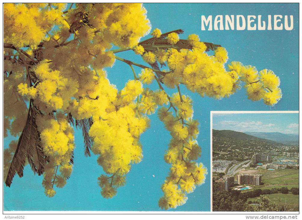 Mandelieu - Côte D´Azur - Vue Générale, Cannes-Marina, Mimosa Au Soleil - Other & Unclassified