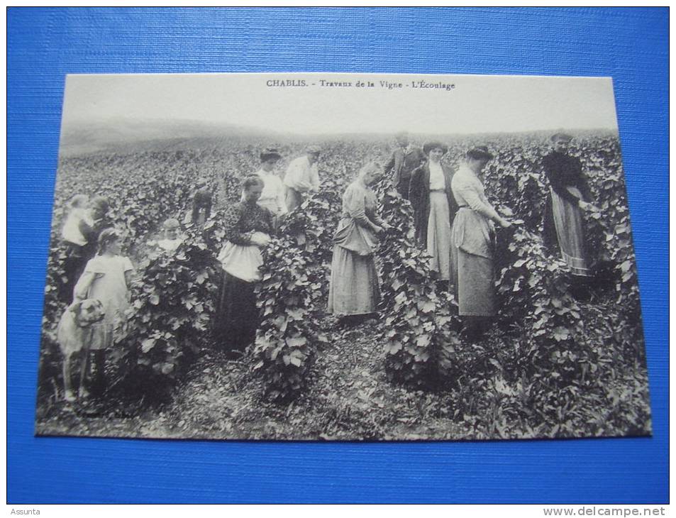 Travaux De La Vigne à Chablis Dans L´Yonne; L'écoulage ; Femmes, Enfants, Chien;  Thème Vigne Vendange... - Chablis