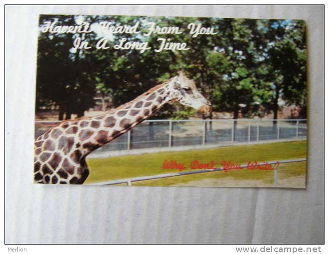 Giraffe - USA Postcards  Phila PA -   D83260 - Giraffen