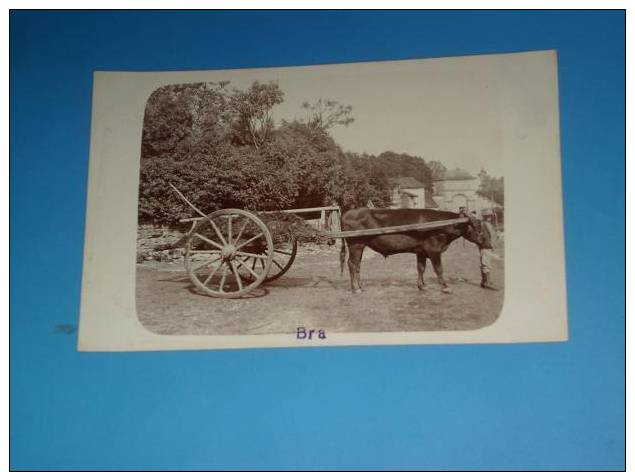 CPA BELGIQUE Carte Photo BRA Attelage De Boeuf - Autres & Non Classés