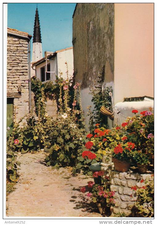 Ile De Ré - Ars-en-Ré - Venelle En Fleurs - Ile De Ré