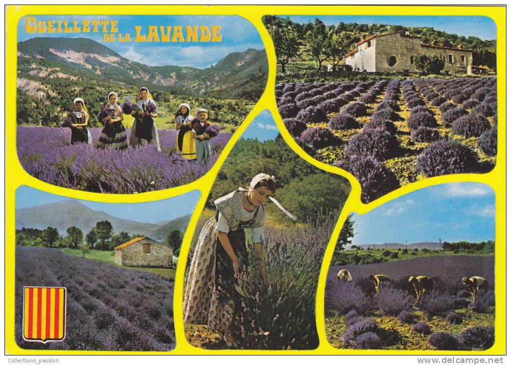 Cp , AGRICULTURE , Cueillette De La Lavande En Haute Provence , Multi-Vues - Landbouw