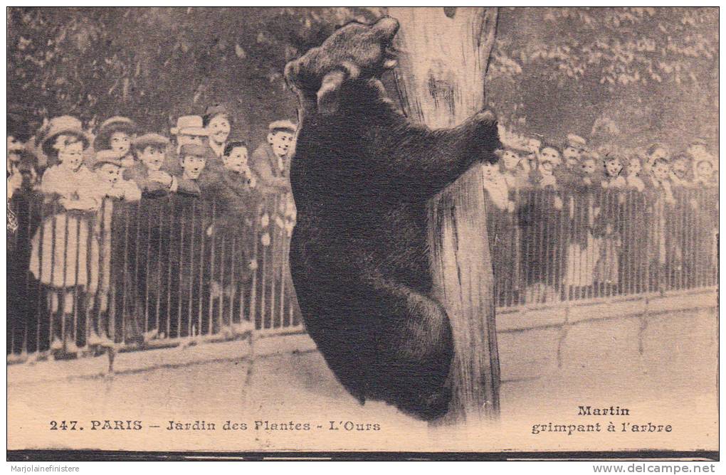 Dép. 75 - PARIS - Jardin Des Plantes - L´Ours. - Martin Grimpant à L´arbre. Ed. Moreau Frères N° 247 - Bears