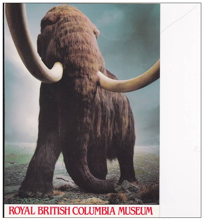 Royal British Museum, Woolly Mammoth (Re-Creation), Mammuthus Primigenius, B.C., Canada, 1950-1970s - Other & Unclassified