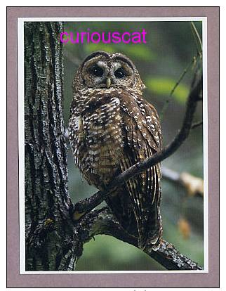 A VIEW Of NORTHERN SPOTTED OWL EULE HIBOU UHL UHU CHOUETTE STRIX OCCIDENTALIS CAURINA POSTCARD ANSICHTSKARTE - Birds